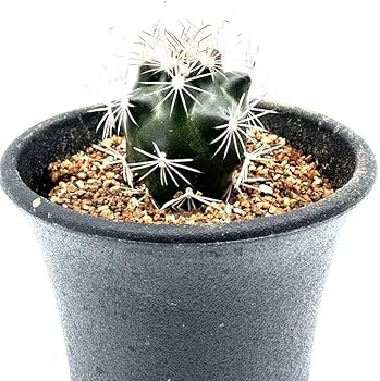 Amazon.co.jp: Ancistrocactus brevihamatus SB 317 FN付 実生株